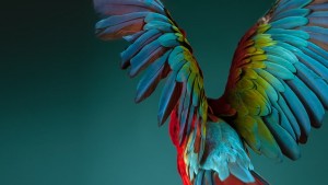 colorfulwings